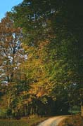 P1447_herbst