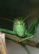 P1566_grashuepfer_portrait