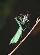 P1576_gottesanbeterin_frisst_argiope