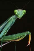 P1591_gottesanbeterin_portrait