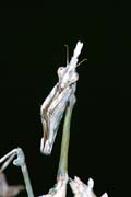 P1670_empusa_portrait