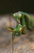 P1711_gottesanbeterin_frisst_ameles