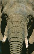 P1768_elefant