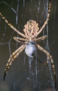 P1824_argiope_mit_beute