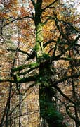 P1941_alter_baum_slowenien