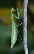 P2135_gottesanbeterin_frisst_maennchen