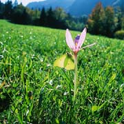 P2163_falter_auf_bluete