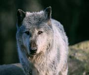 P2381_wolf