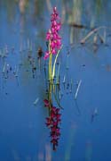 P2415_orchidee_im_wasser