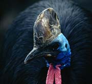 P2492_kasuar_portrait