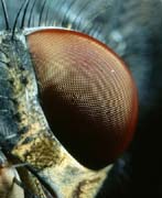 P2671_facettenauge_fliege_nah