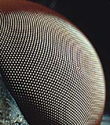 P2700_fliegenauge_remind_ver