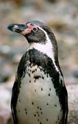 P2878_pinguin