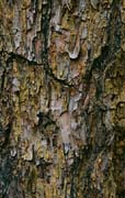 P2950_baumrinde_kiefer