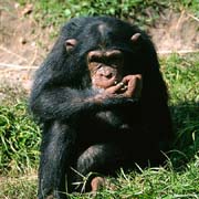 P2993_schimpanse_trinkt_wasser_nah